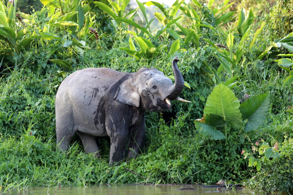 Day 7: Elephant Sanctuary