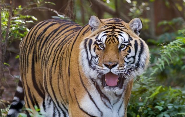 Ranthambore