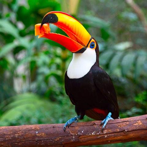 Wonderful Wildlife