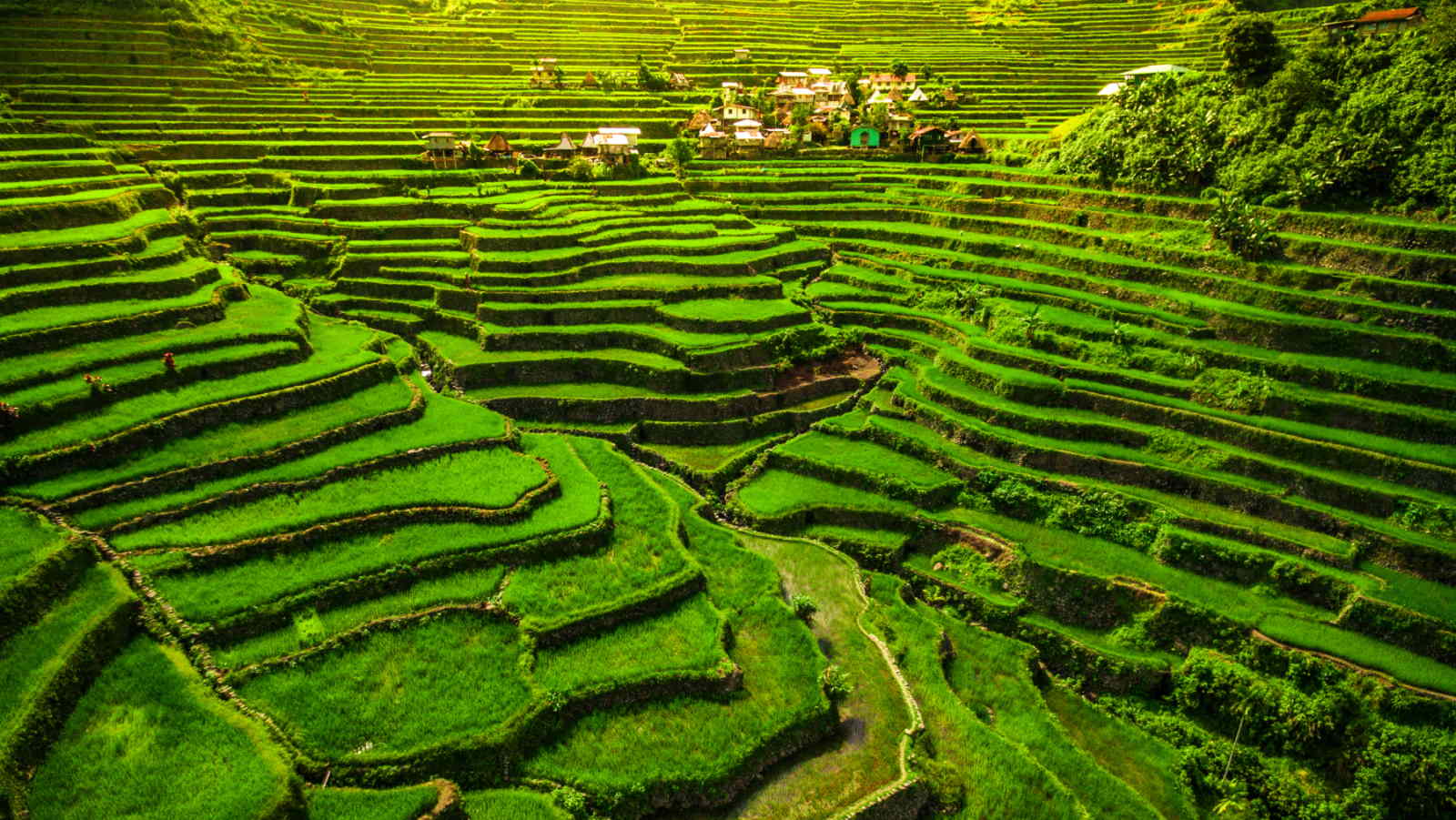 Hapao Rice Terraces