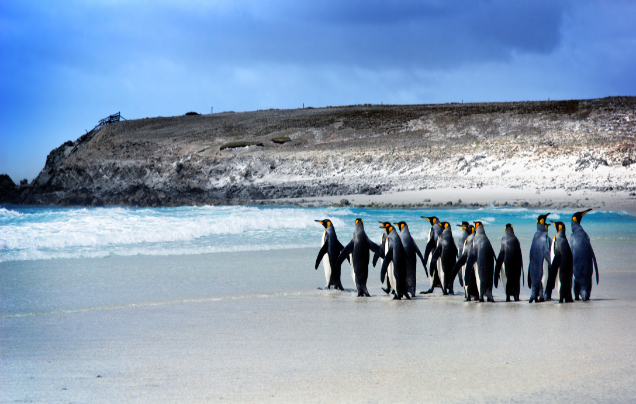 Day 13: Cruise – Falkland Islands