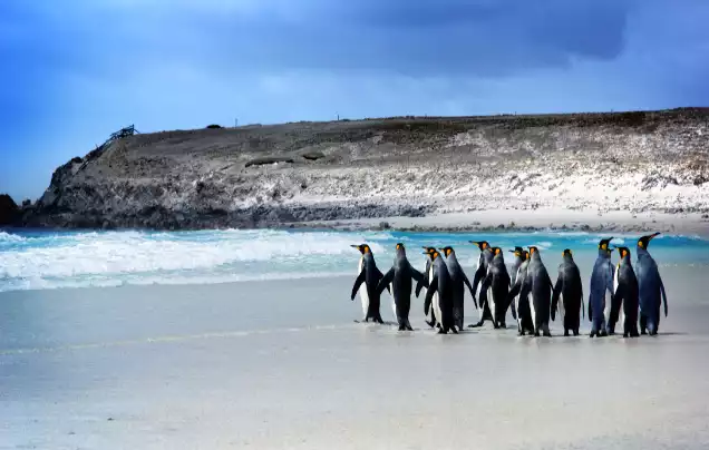 Day 13: Cruise – Falkland Islands