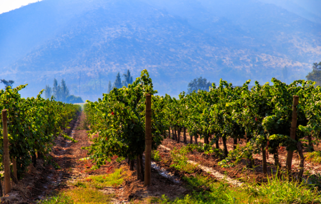 Day 24: Maipo Valley