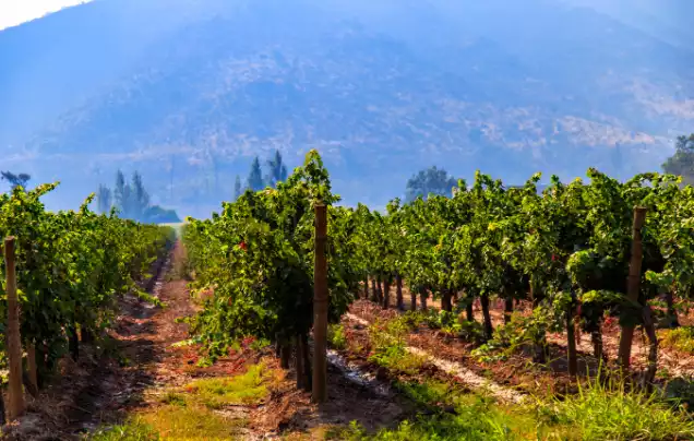 Day 25: Maipo Valley