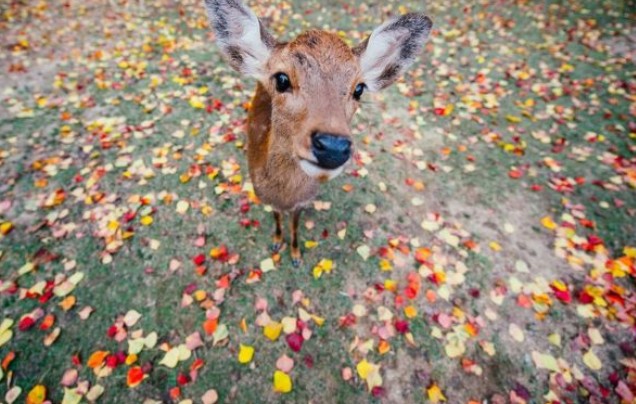 Day 3: Discover Nara