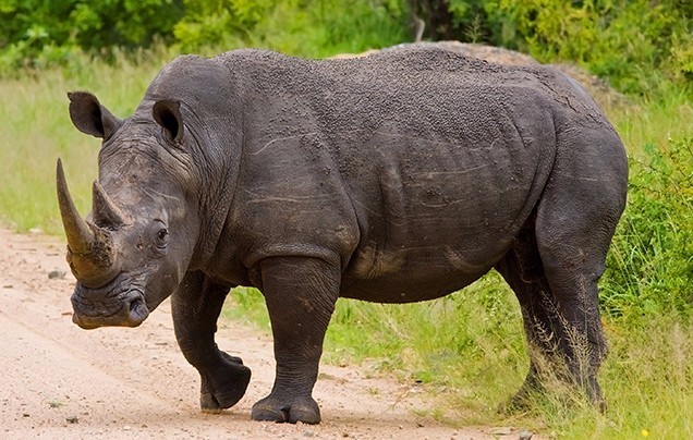 South Africa