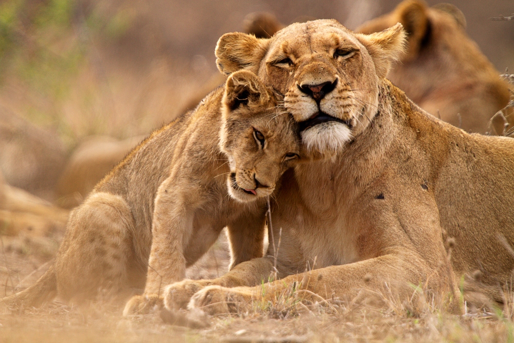 Africa