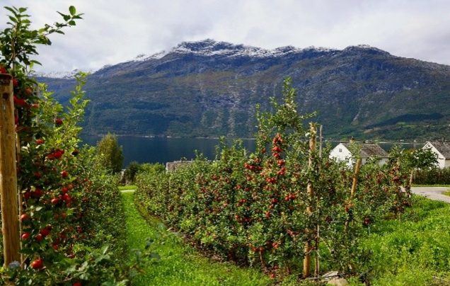 Day 21: Odda & Apple Farm
