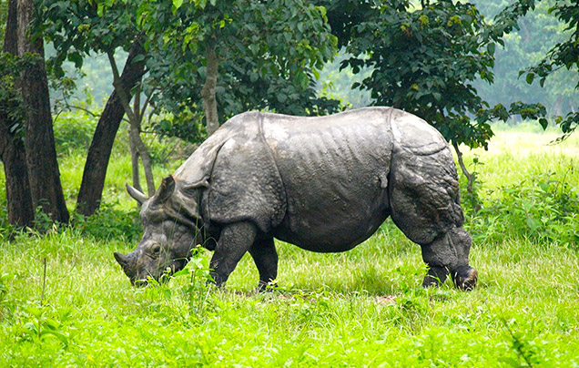 DAY 13: Gorumra Wildlife Sanctuary