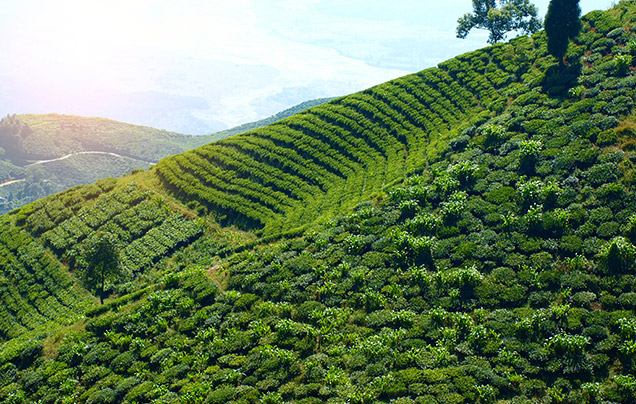 DAY 5: Drive To Darjeeling