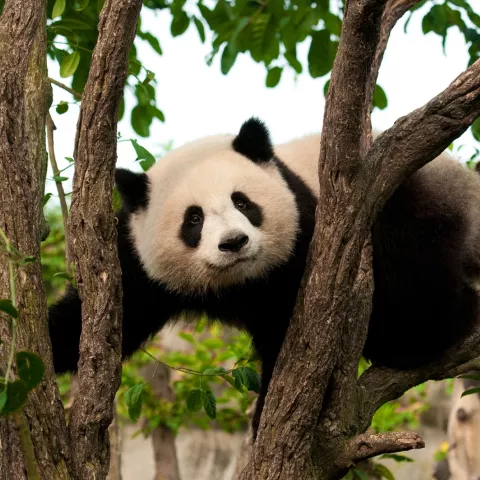 Giant Pandas