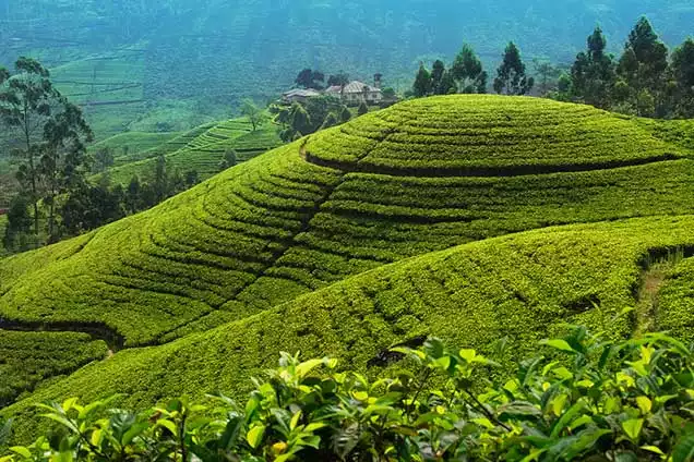 Day 8: Nuwara Eliya