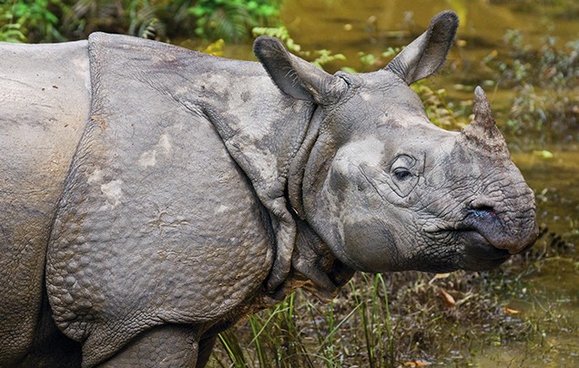 DAY 2: CHITWAN NATIONAL PARK