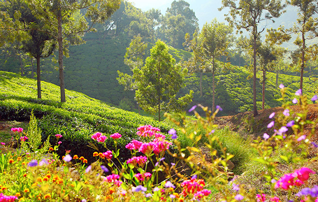 Day 7: Ooty Hill Station