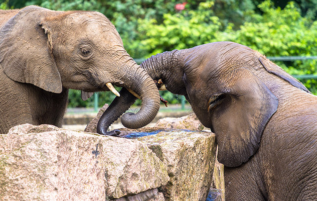 Day 12: Periyar Wildlife Reserve