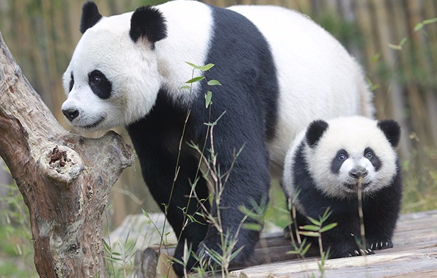 Day 9: Chengdu Panda Reserve