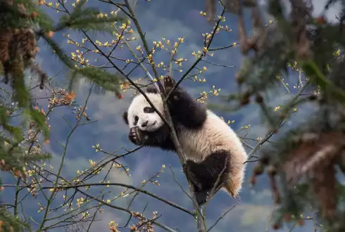 In Pursuit of Pandas