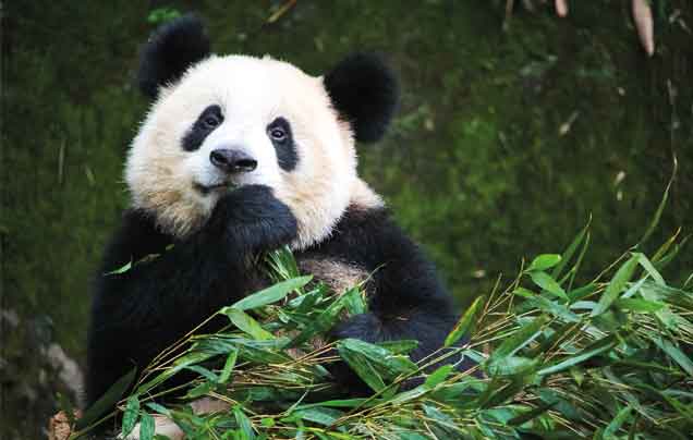Day 8: Dujiangyan Panda Base