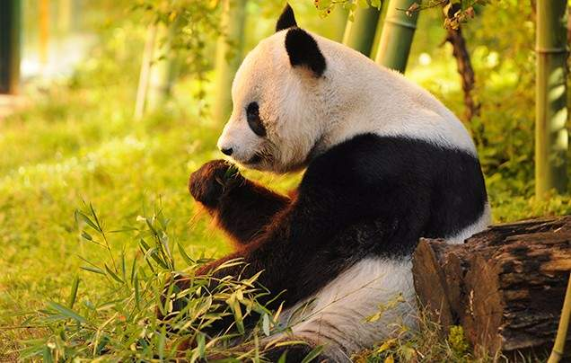 Day 13: Giant Pandas