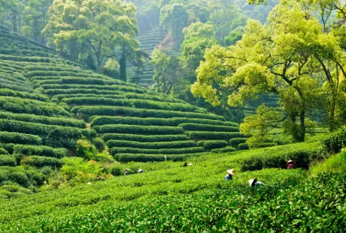China Delights