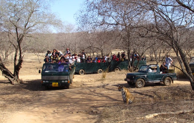 Day 16: Ranthambore Safaris