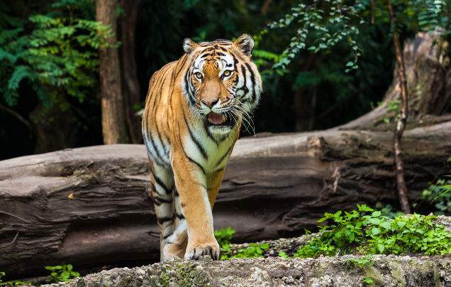 Days 14-15: Ranthambore National Park