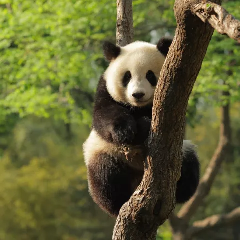 Chengdu's Giant Pandas