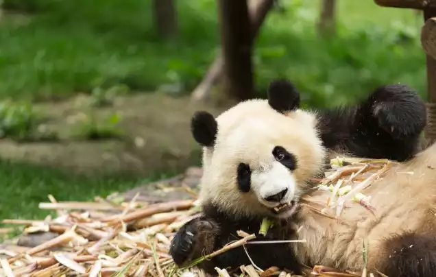 Day 11: Chongqing Panda House