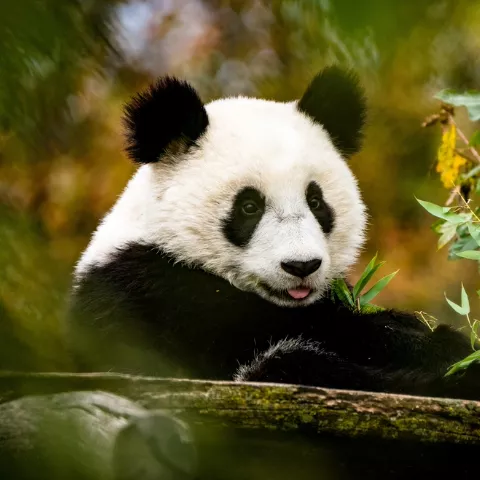 Giant Pandas