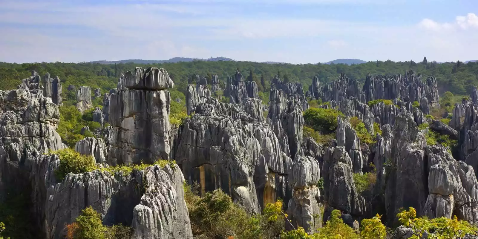 Stone Forest