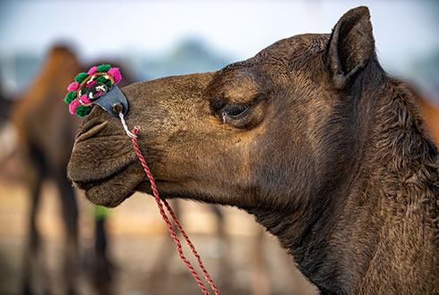 Pushkar