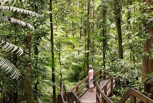 Daintree