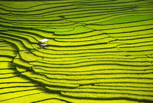 Sapa