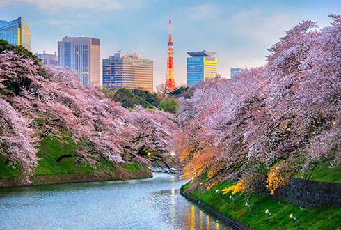 Japan's Cherry Blossoms