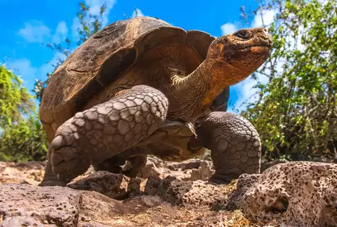 The Galapagos Islands