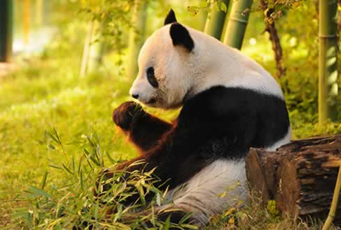 Giant Pandas