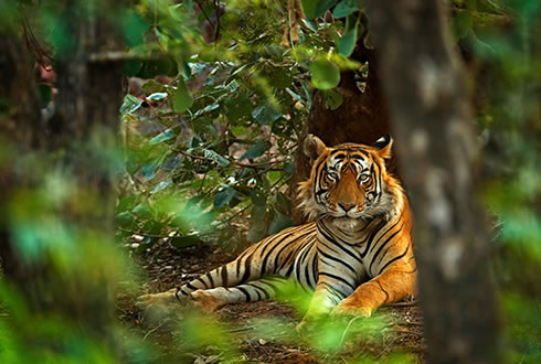 Ranthambore National Park