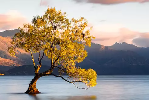 Wanaka