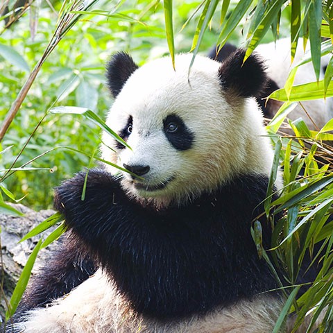 Giant Pandas